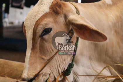 Jual Sapi Pondokgede Bekasi: Harga Kurban Terbaik