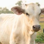 Jual sapi Setu Bekasi: Gratis ongkir area Jabodetabek