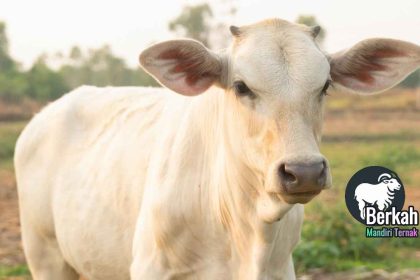 Jual sapi Setu Bekasi: Gratis ongkir area Jabodetabek