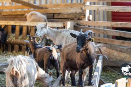 Jual kambing Beji Depok murah berkualitas tinggi