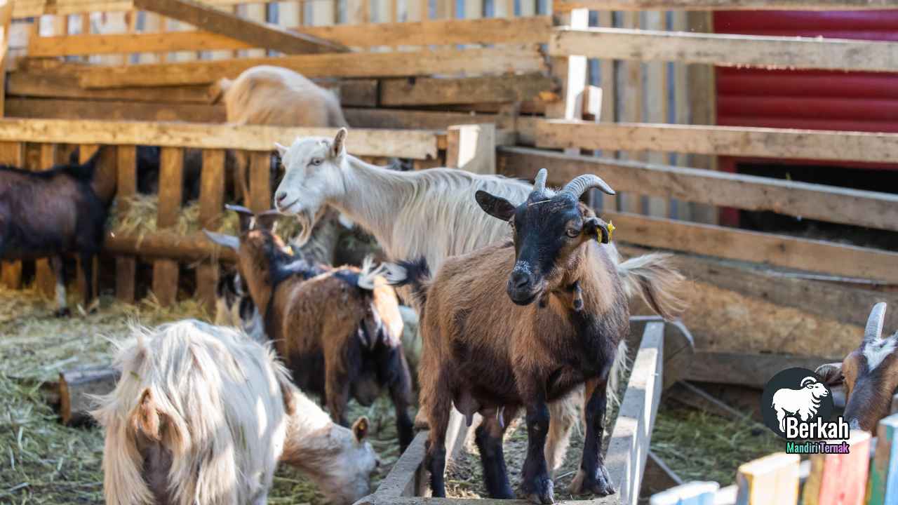 Jual kambing Beji Depok murah berkualitas tinggi