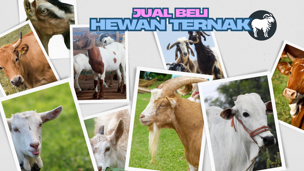 berkah mandiri ternak