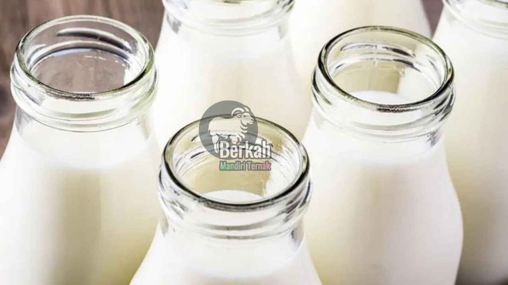 Jual susu kambing murni Bekasi: Khasiat & Harga Terbaik