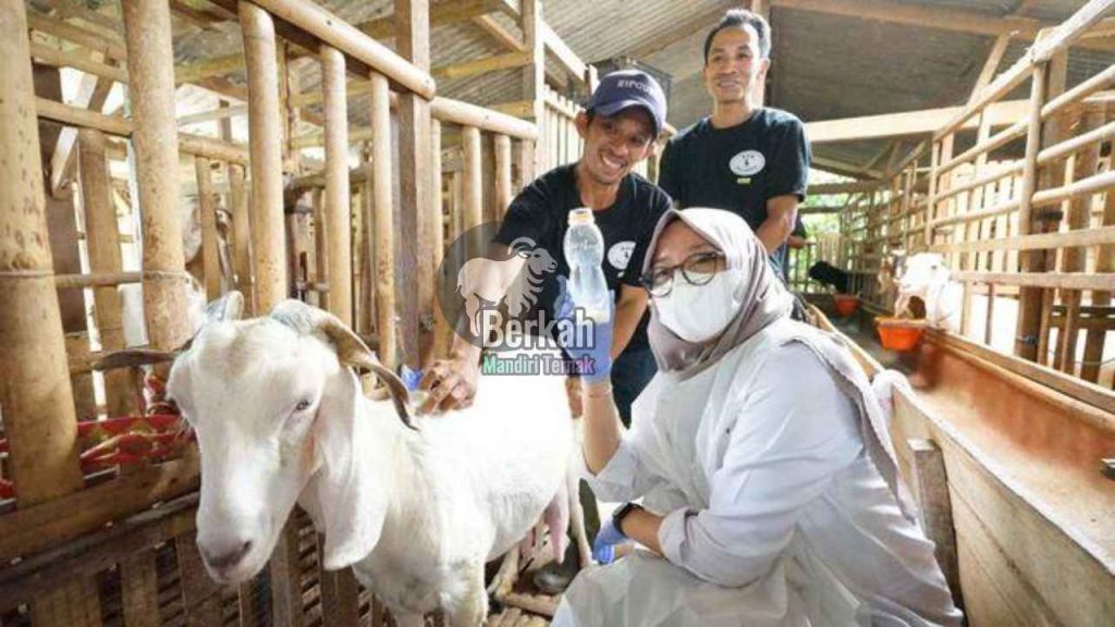 Jual susu kambing murni Bekasi: Khasiat & Harga Terbaik