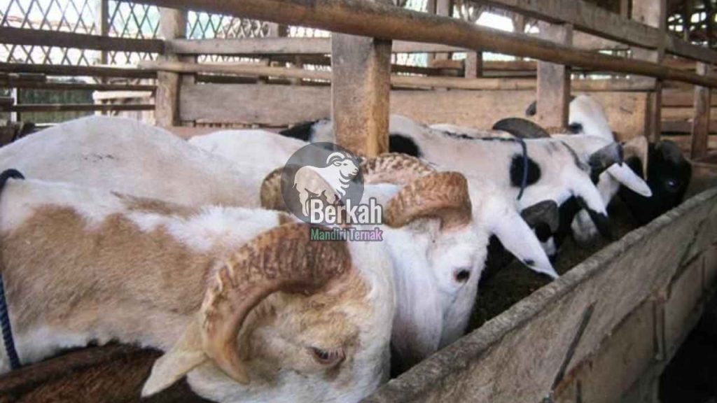 Jual Pakan Kambing Fermentasi Bekasi Harga Murah Terlengkap