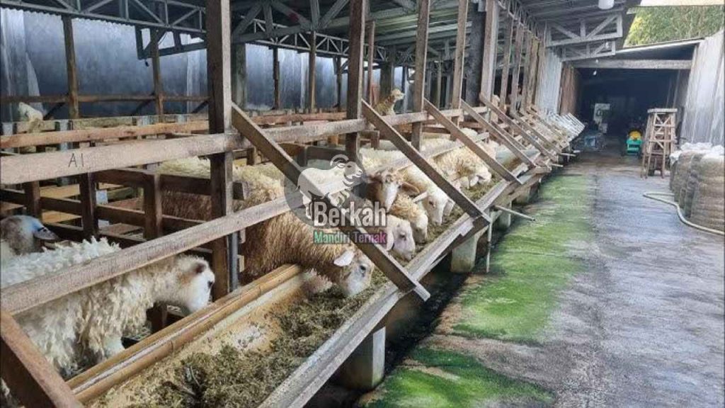 Jual Pakan Kambing Fermentasi Bekasi Harga Murah Terlengkap