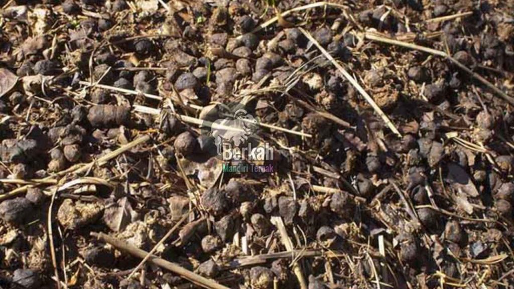 Jual pupuk kandang Bekasi kualitas super untuk tanaman subur