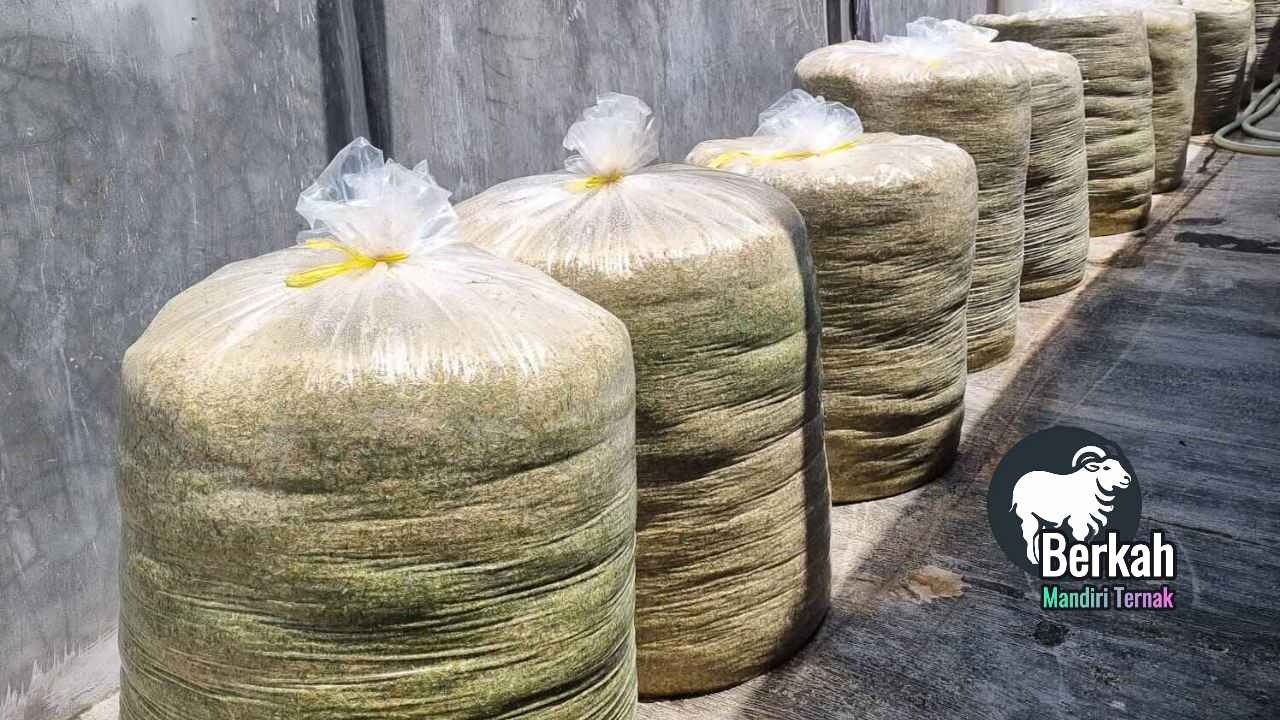 Jual Pakan Kambing Fermentasi Bekasi Harga Murah Terlengkap